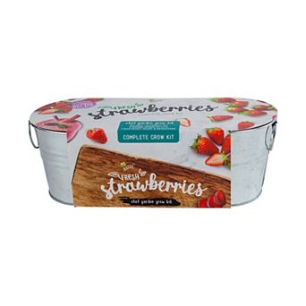 Buzzy Seeds Galvanized Windowsill-Strawberry