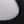 White Black Panda