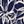 Navy White