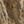 Beige Khaki