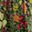 Black Green Multi