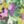 Bright Green Multi