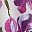 Vibrant Violet Multi