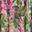 Pink Multi