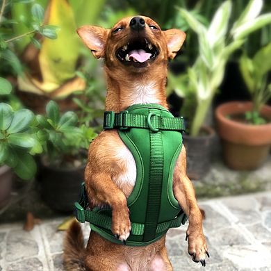Everyday Green Dog Harness