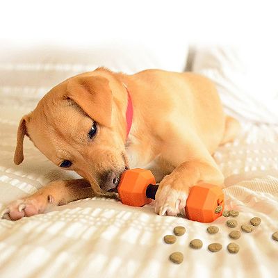 Chew toys shop for beagles