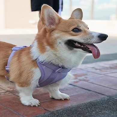 Everyday Lilac Dog Harness