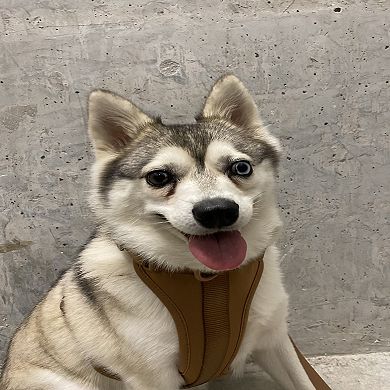 Everyday Brown Dog Harness