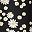 Black White Daisy