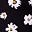 Black With White Daisy