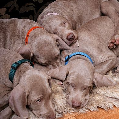 Rainbow Snap ID Collars for Small Dogs and Puppies, Adjustable (16 Pack)