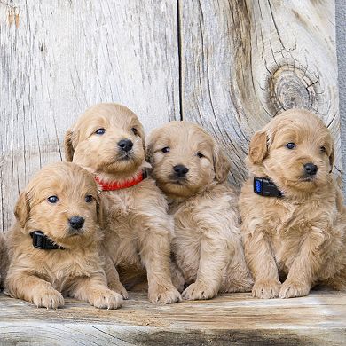 Rainbow Snap ID Collars for Small Dogs and Puppies, Adjustable (16 Pack)