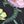 Black Botanical