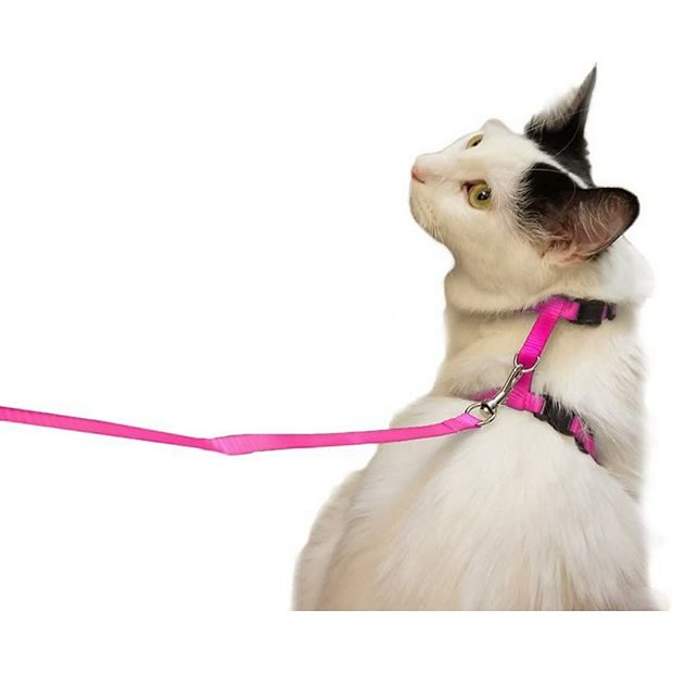 Cat leash target hotsell