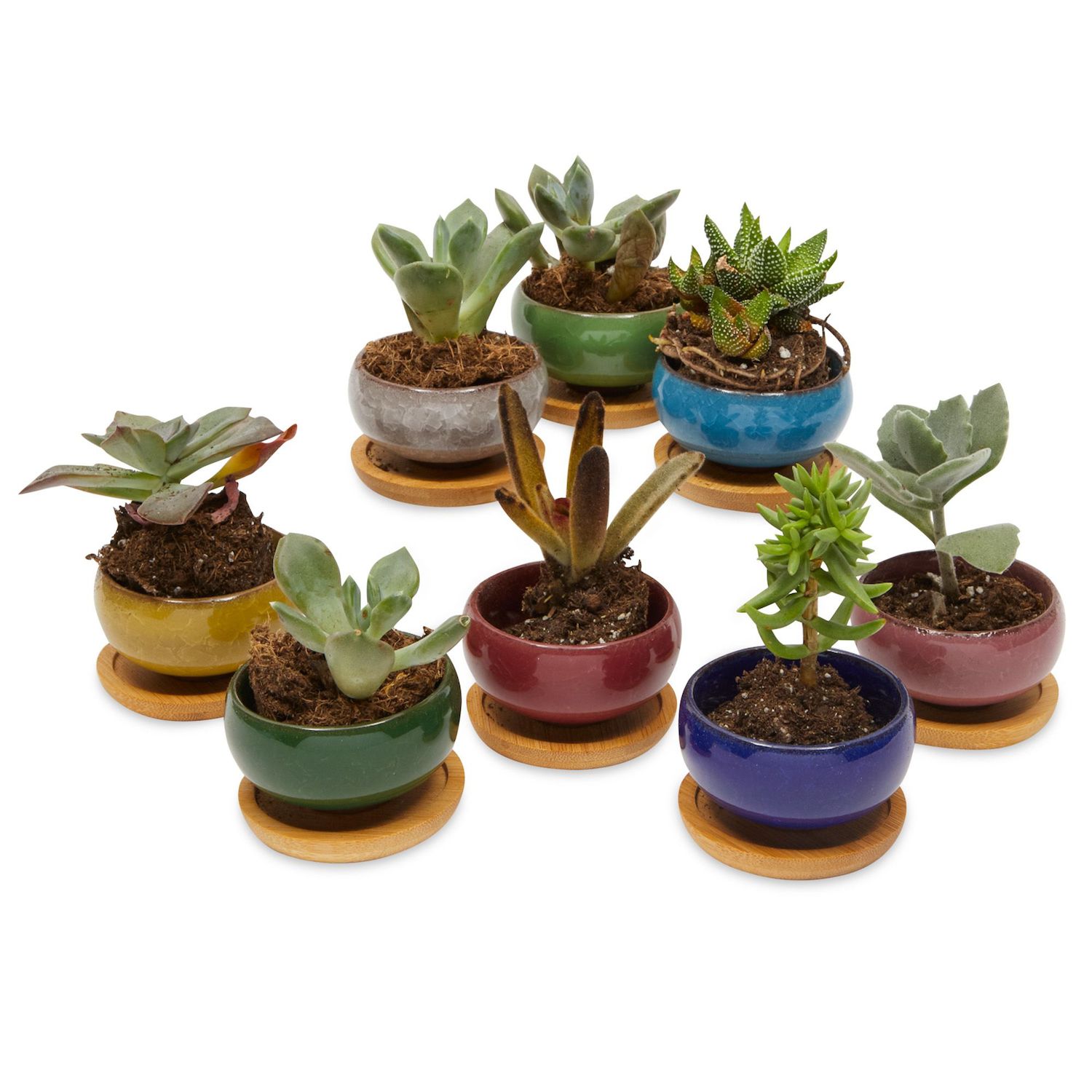 Juvale 10-Pack 2-Inch Mini Terracotta Pots with Drainage Holes for  Succulents, Plants, Herbs, and Flowers, Small Clay Pot Planters