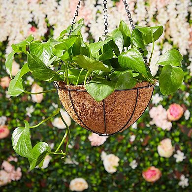 Hanging Basket for Plants with Coco Coir Liner (10 x 5.1 Inches)