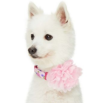 Blueberry Pet Floral Power & Pink Peony Accent Dog Collar