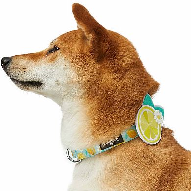 Blueberry Pet Zesty Fruit Dog Collar