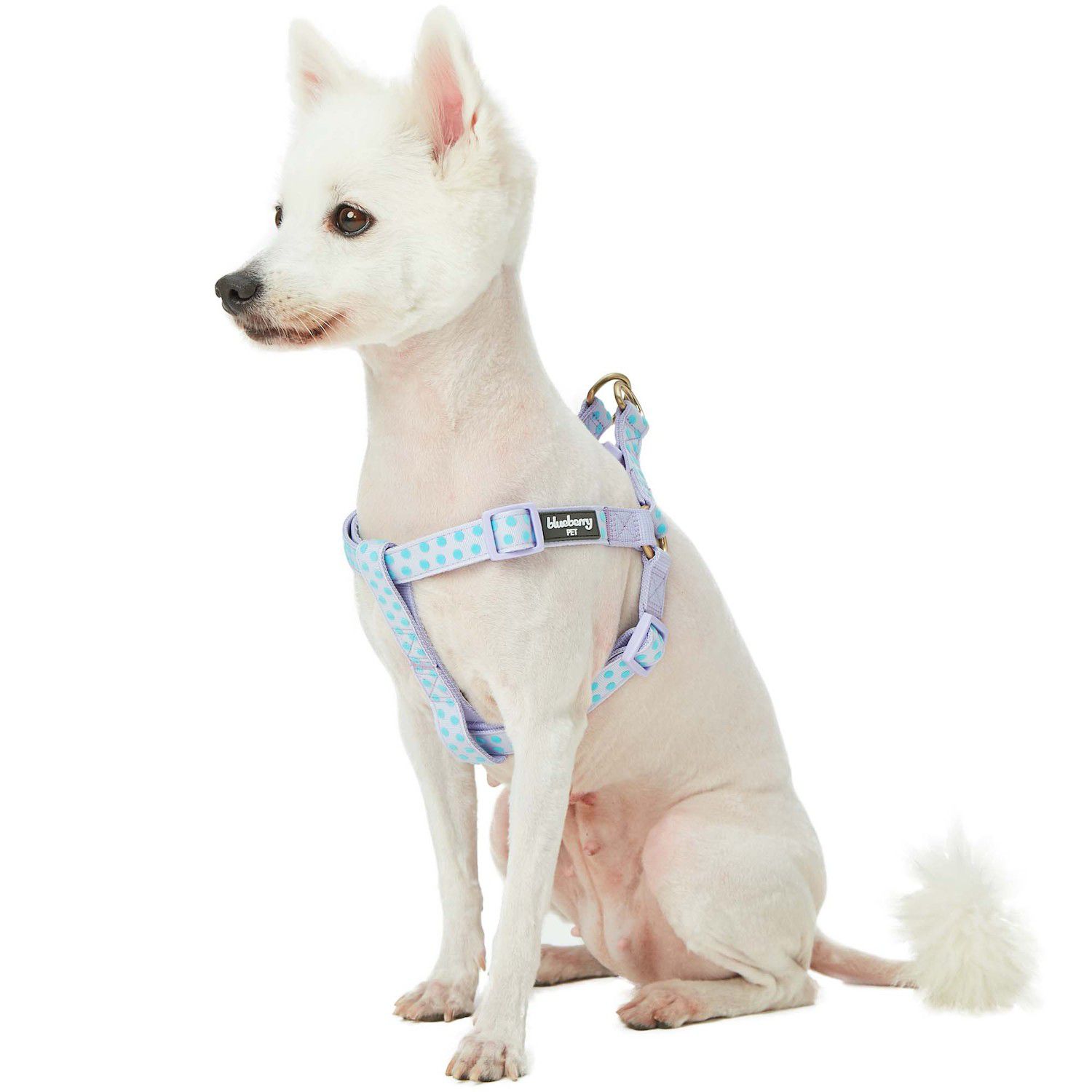 Blau-weißes Polka-Dot Band – Juteband Mit Draht, 6,3 Cm Breit, 4,5 M Lang (Frühlings-/Sommerdeko)