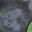 Black Charcoal
