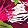 Wine Tropical Palm