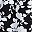Black Blossom Floral