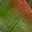 Verigated Green
