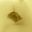 Gold Tone