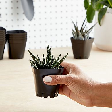 150 Pack Small Plastic Square Plant Pots for Seedling Flower Indoor Outdoor 2.6"