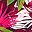 Wine Tropical Palm