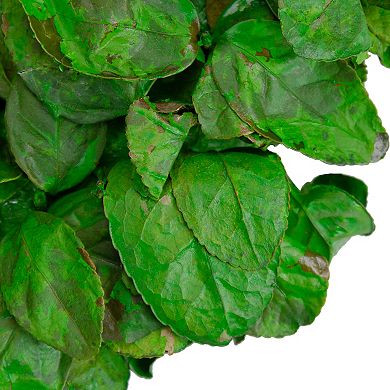 20" Lush Green Preserved Leaf Spring Garden Wreath - Unlit