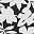 Black Havana Floral