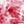 Pink Ivory
