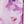 Lilac Multi