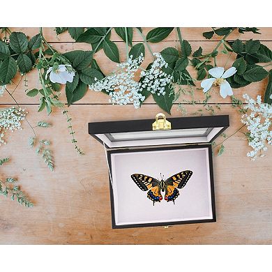 Insect Display Case with Glass Top, Riker Mount for Collecting Butterflies and Bugs (8 x 1.8 x 6 In)
