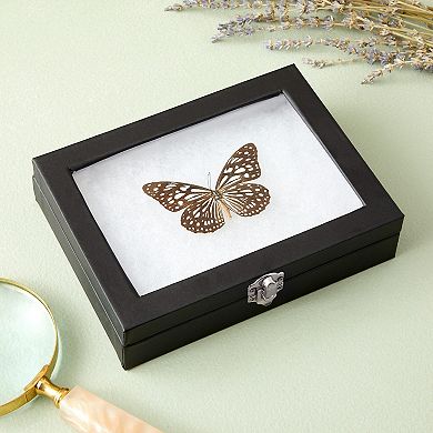 Insect Display Case with Glass Top, Riker Mount for Collecting Butterflies and Bugs (8 x 1.8 x 6 In)