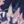 Navy Blossom