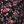 Black Red