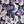 Black Purple