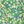 Green Yellow