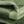Fern Green