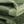 Fern Green