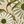 Ivory Green
