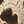 Leopard Black
