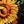 Black Sunflower