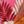 Bright Pink