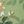 Green White