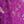 Rose Purple