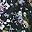 Black Purple