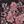 Black Pink